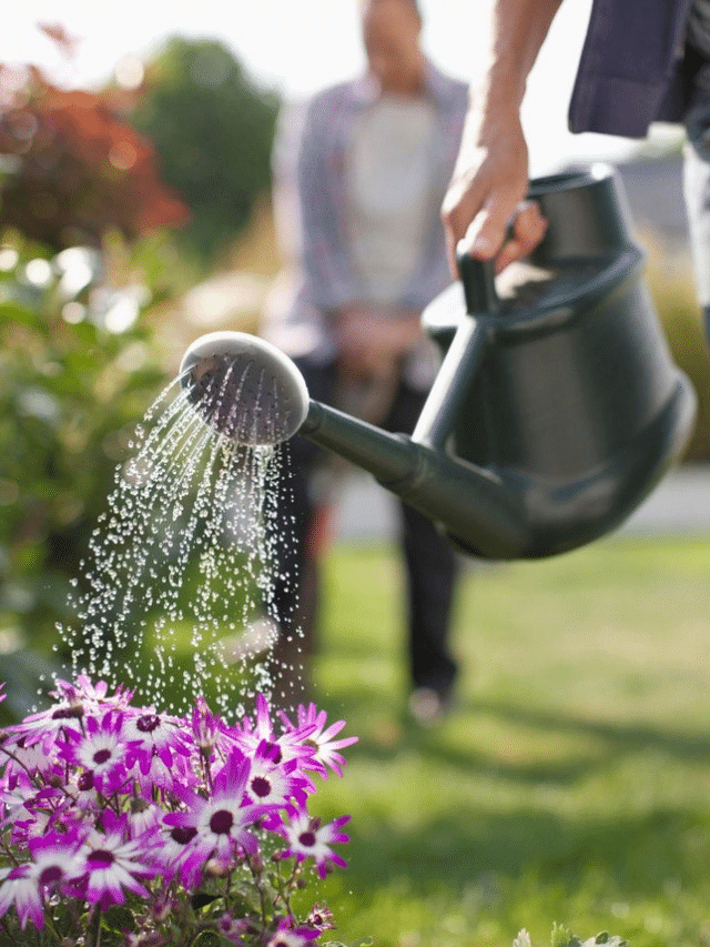How To Take Care Of Your Garden: Take Care And Water
