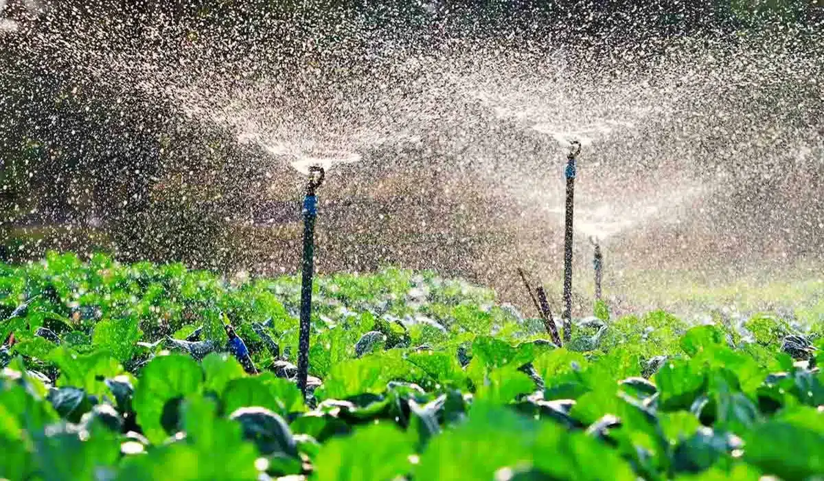irrigação para hortaliças