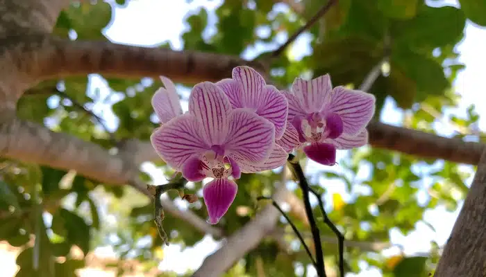 como plantar orquídeas no vaso de plástico