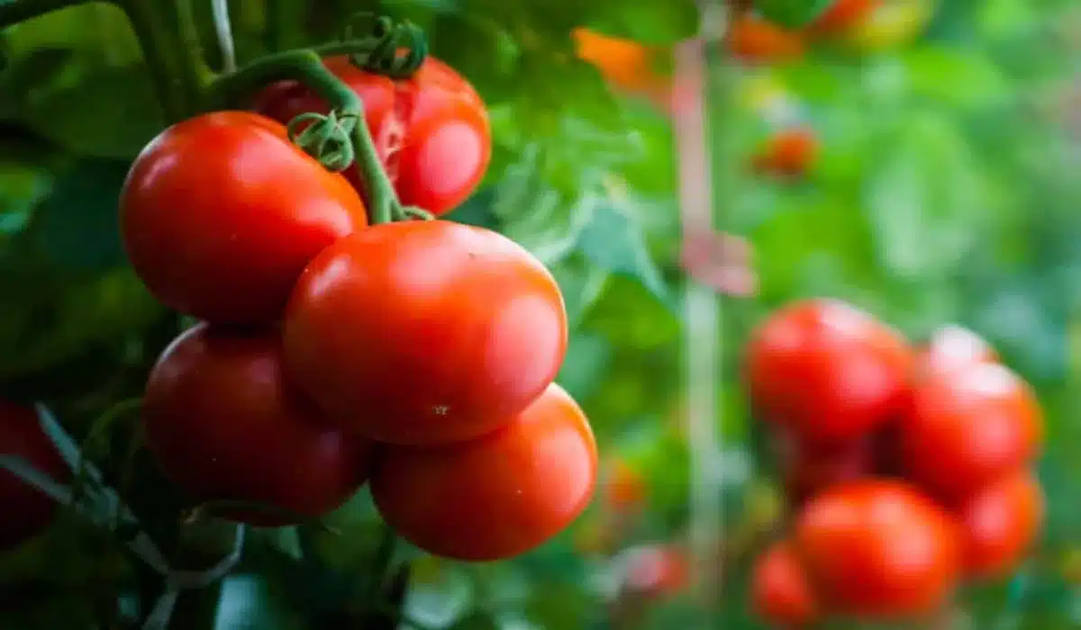 Plantar Tomate