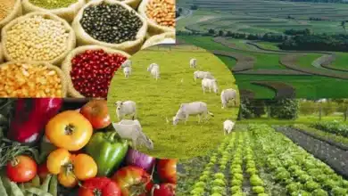 Agricultura e Pecuária