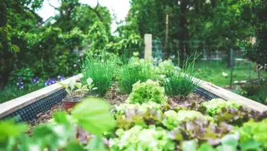 Jardim orgânico ou sustentável