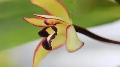 Orquídea Chanel