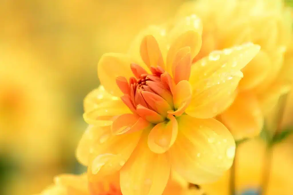 Flores Amarelas