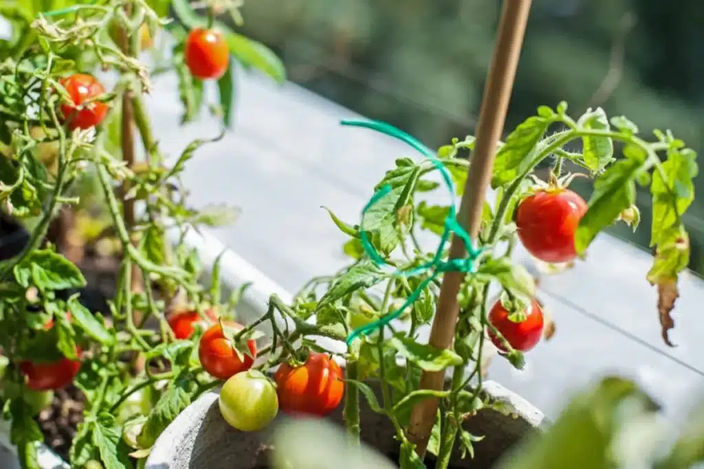 Plantar tomate orgânico em casa