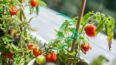 Plantar tomate orgânico em casa
